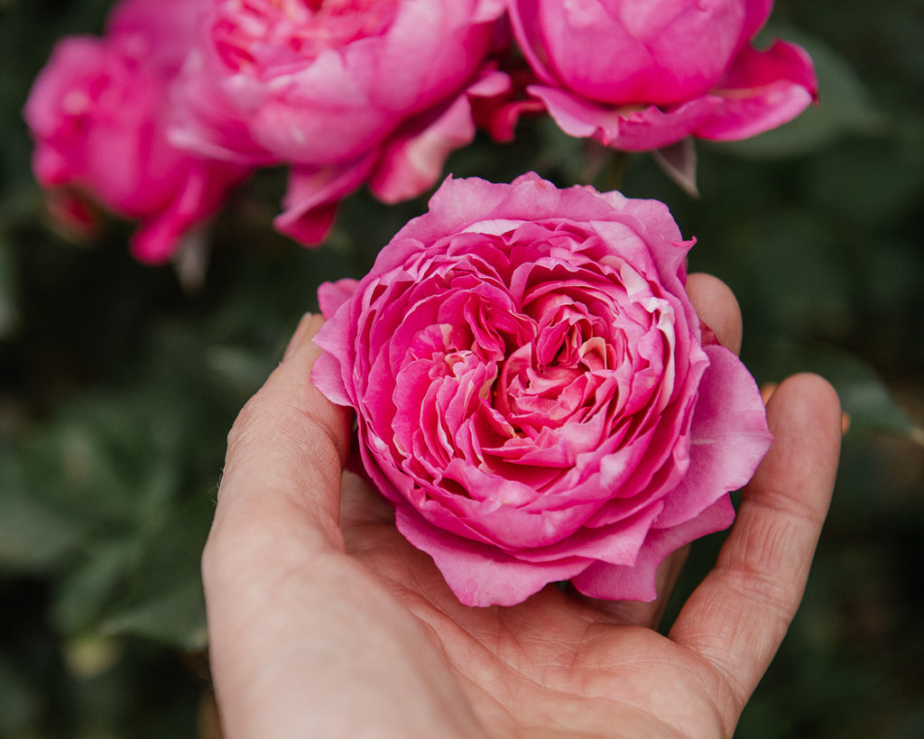Petite Rose Box