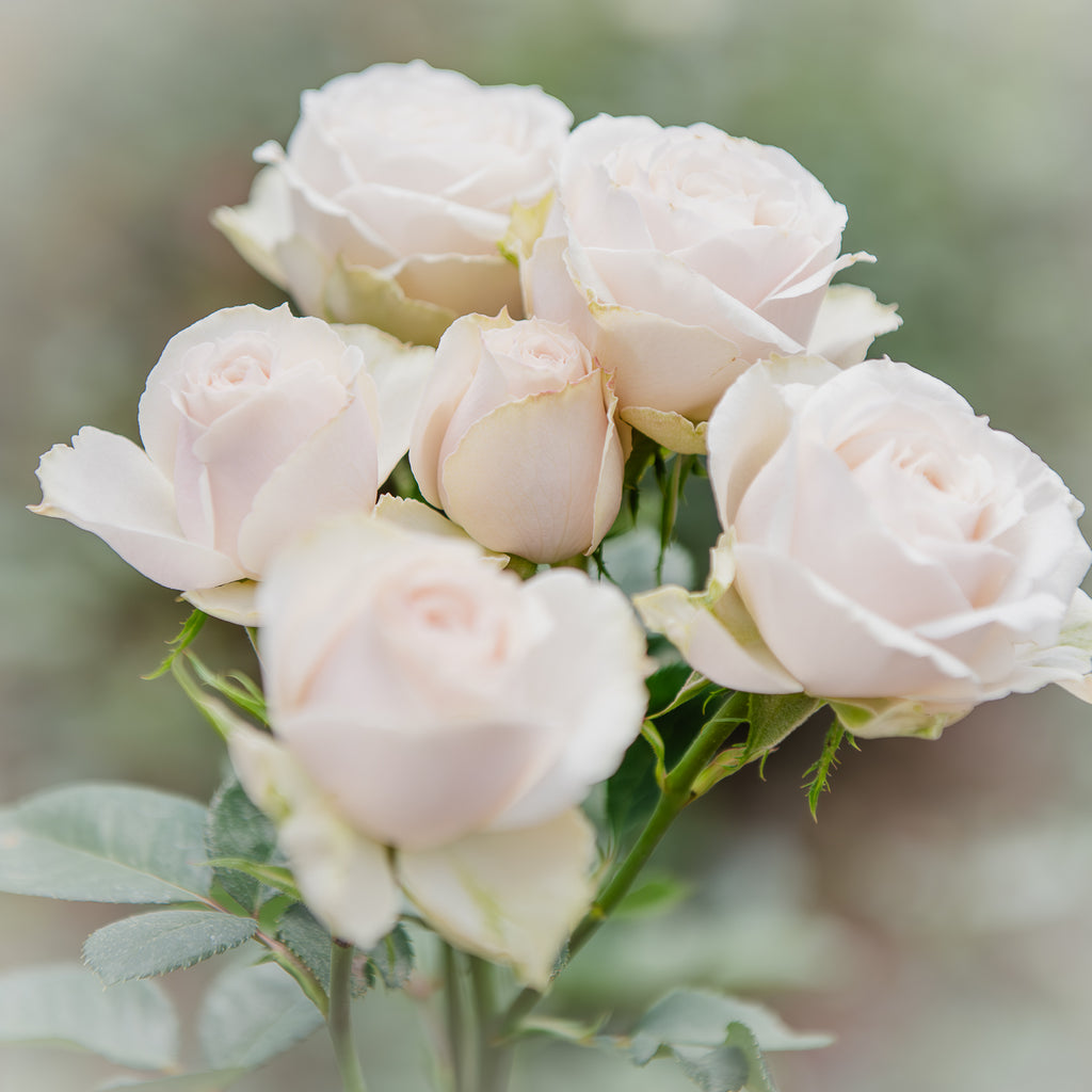 Signature Rose Box