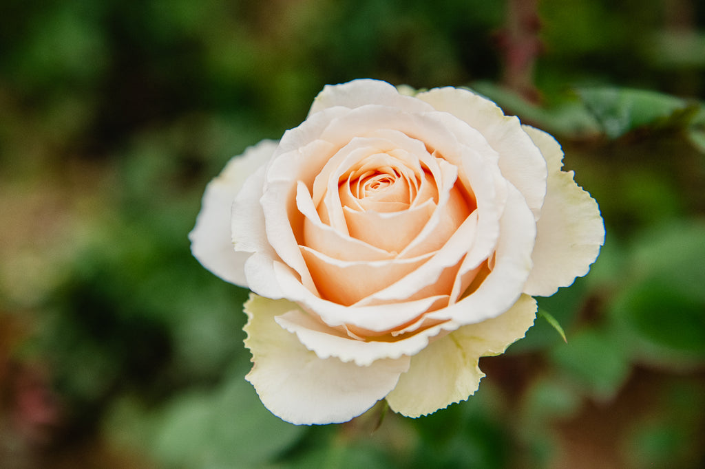 Signature Rose Box