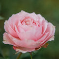 Grand Rose Box