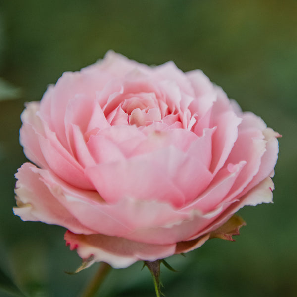 Petite Rose Box