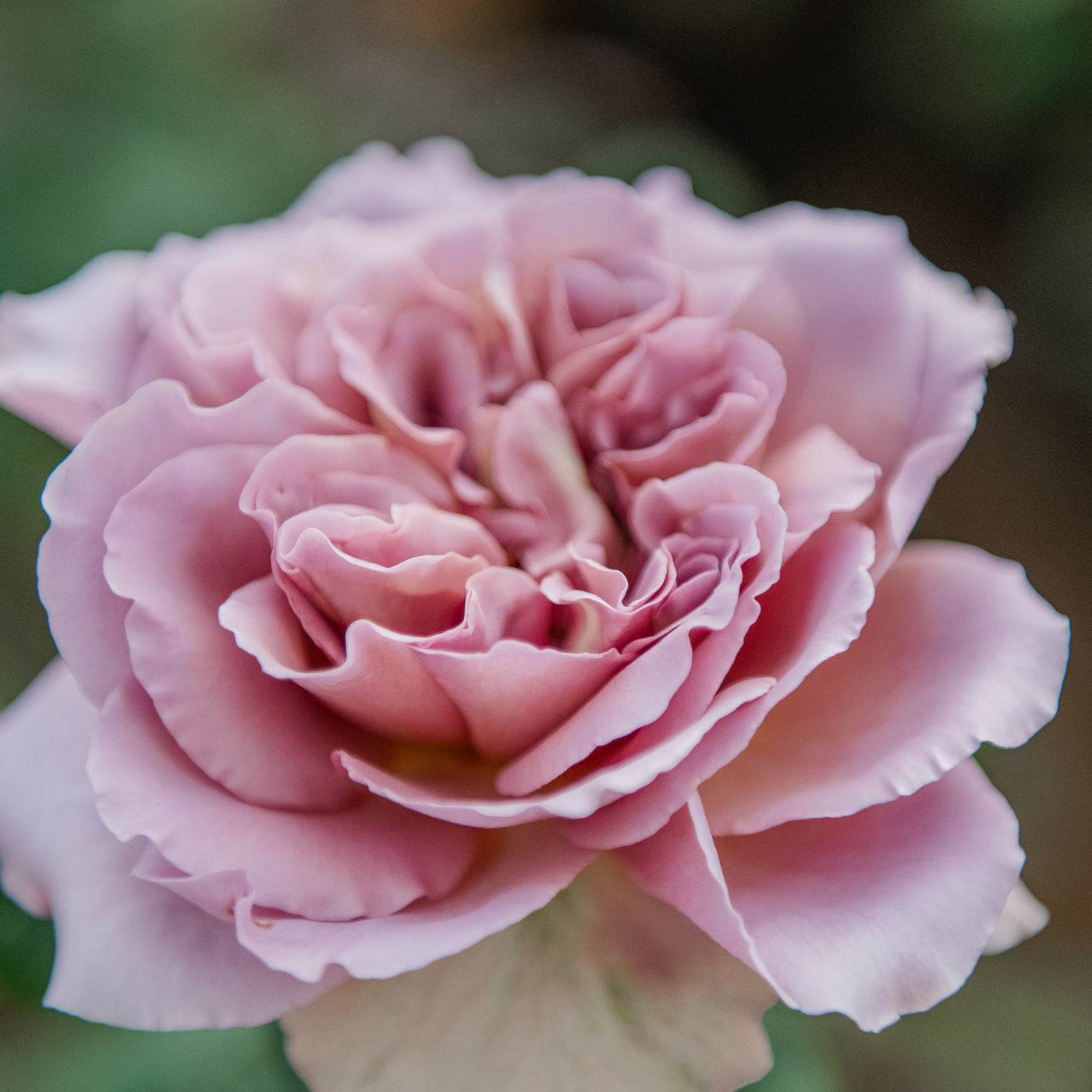Grand Rose Box