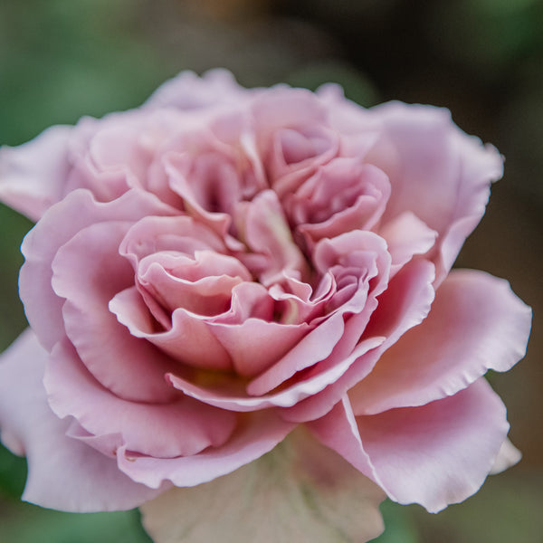 Grand Rose Box
